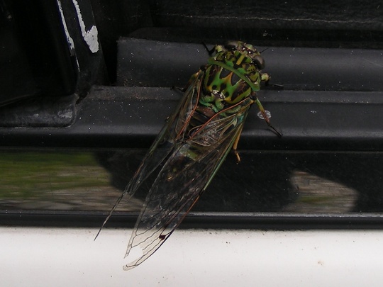 New Zealand Cicada