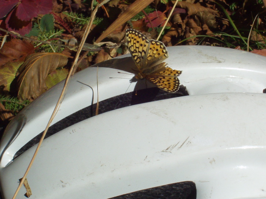 moth/butterfly -- it liked the purple bits