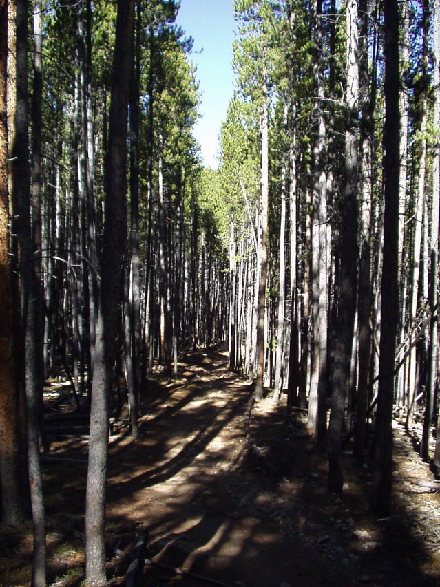 typical trail shot