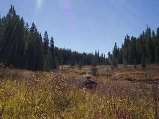 meadow
