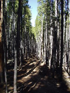 typical trail shot